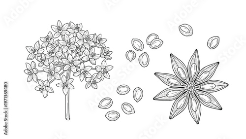 Hand drawn sketches of star anise seeds and flowering cilantro plant elements on a plain white background for cooking.