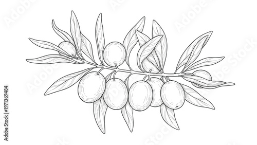 Detailed black and white line drawing of an olive branch with leaves and several fruits for oil or food product design.