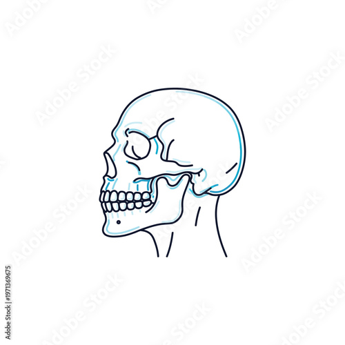 Vector of a human skull with visible teeth and jawbone structure
