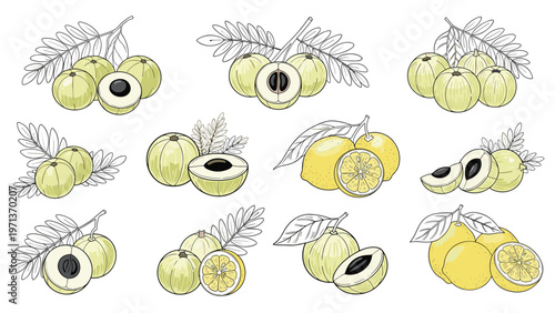 Collection of hand drawn sketches featuring amla fruits with leaves and citrus lemons on a plain white background for design.