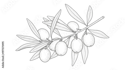 Fine line drawing of an olive branch loaded with ripe fruit and slender leaves on a clean white background for art.
