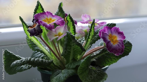 purple flower in the garden