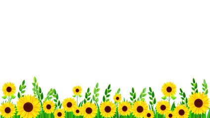 Sunflower border with green leaves on transparent background for design transparent background
