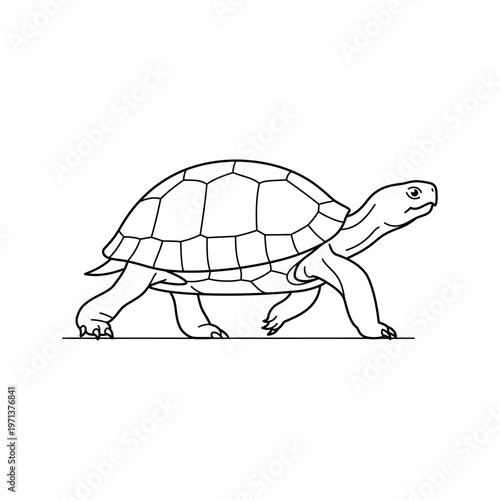 Turtle walking on the ground slowly.