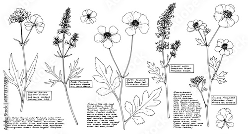 Herbarium Flower Archive Vector with Botanical Specimen Labels