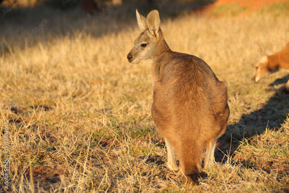 Fototapeta premium kangaroo in the desert around alice springs in australia