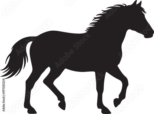 Welsh Pony Horse on white background.