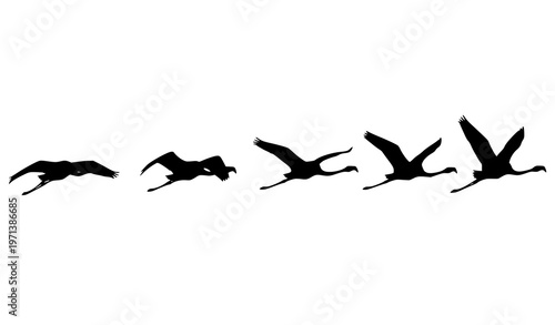 Flying flamingo silhouette sequence wing motion progression tropical bird vector set isolated on white