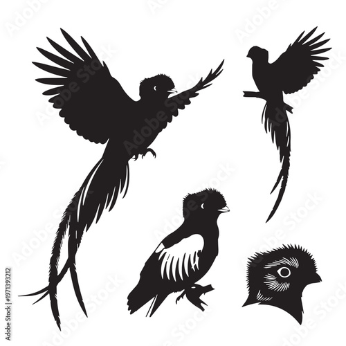 Black Resplendent quetzal Silhouette Vector, High Quality Illustration on White Background