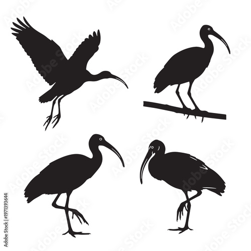 Black Scarlet ibis Silhouette Vector, High Quality Illustration on White Background
