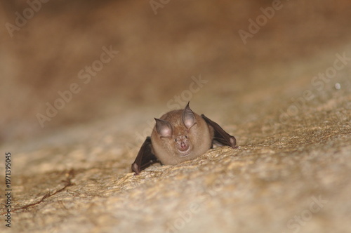 Foto Greater horseshoe bat (Rhinolophus ferrumequinum) roosting on a cave stone wall