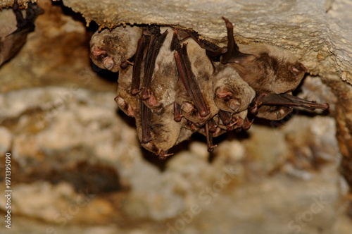 Foto Colony of Common Bent-wing bats (Miniopterus schreibersii) roosting in a dark ca