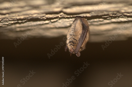 Tableau sur toile Geoffroy's bat hanging upside down from a ceiling