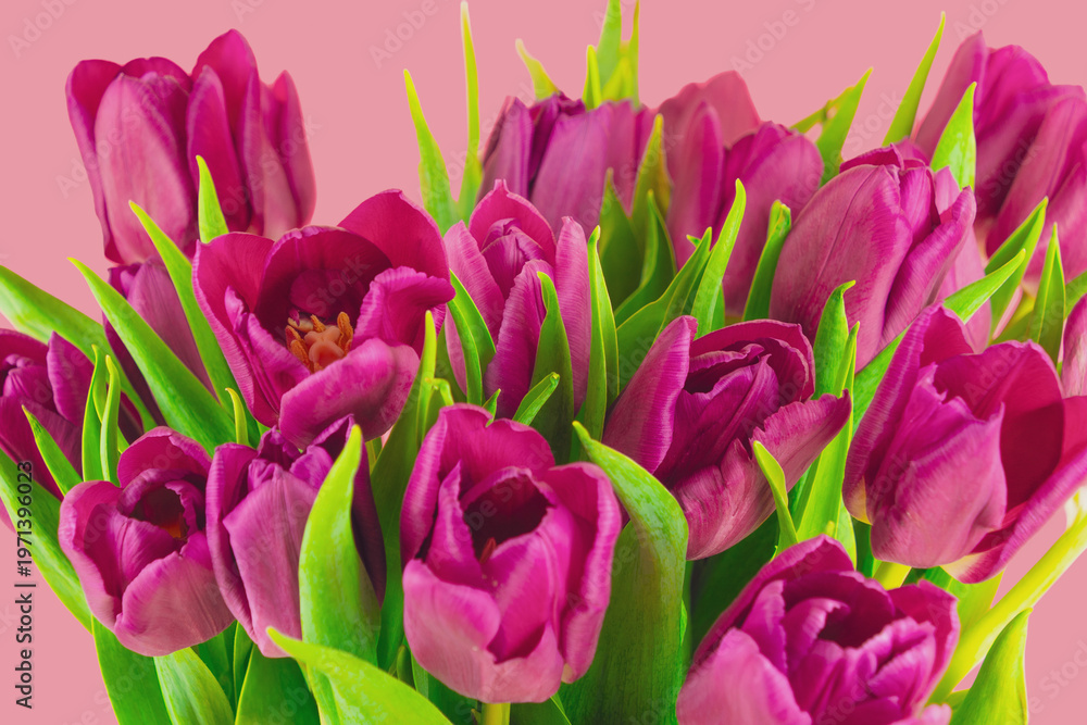 Obraz premium Magenta tulip cluster with green leaves on pink background