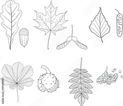 Educational coloring page set: Deciduous tree leaves and seeds. Oak, Maple, Birch, Horse Chestnut, Rowan. Botanical vector illustration for kids school biology