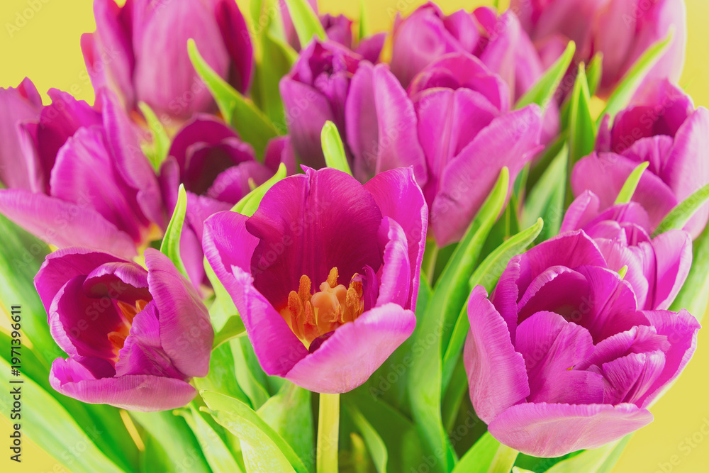 Fototapeta premium Pink tulip bouquet arranged against yellow background