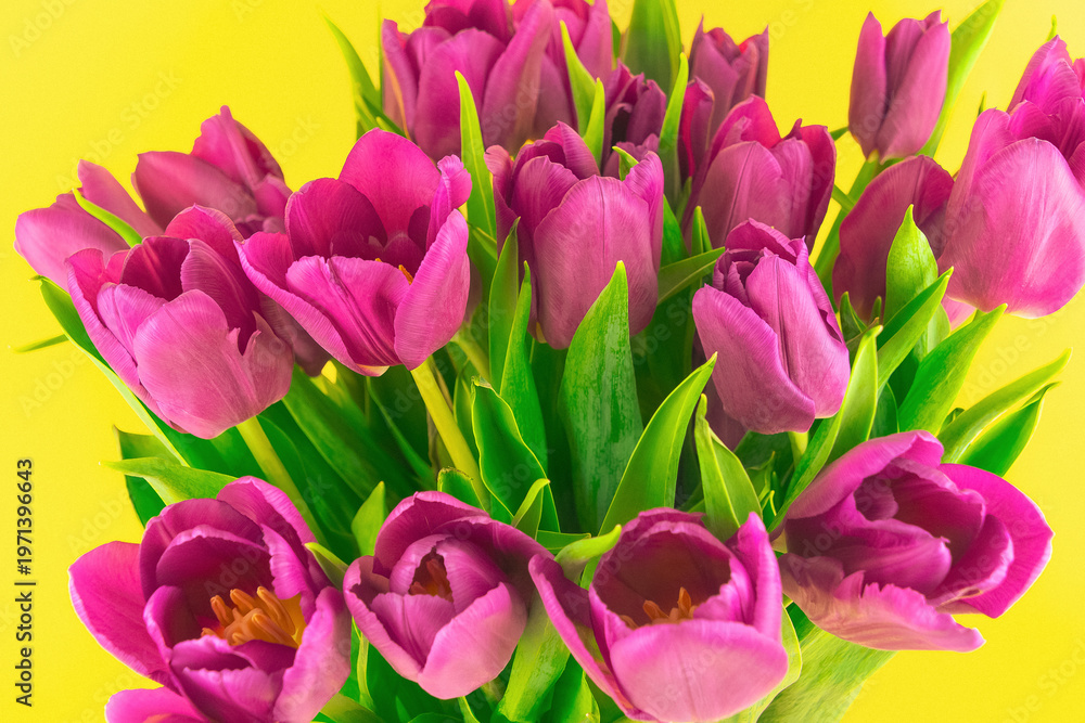 Obraz premium Pink tulip bouquet blooming against yellow background