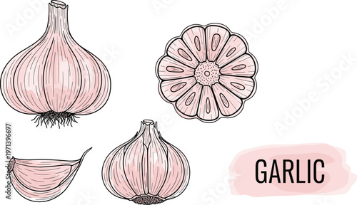 Garlic hand drawn vector set with bulb, clove and slice. Vintage style food illustration with lettering. Organic ingredient elements for cooking and packaging design.