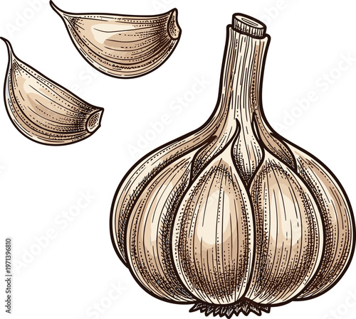 Garlic bulb and cloves hand drawn vector illustration. Vintage engraved style organic food element. Fresh kitchen ingredient for cooking and packaging design.