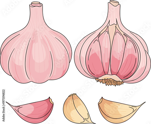 Garlic bulbs and cloves hand drawn vector illustration. Soft color organic food elements. Fresh kitchen ingredient set for cooking, grocery and packaging design.