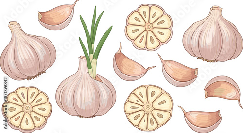 Garlic vector set with bulbs, cloves and slices. Hand drawn organic food illustration. Fresh kitchen ingredient elements for cooking, grocery and healthy food design.