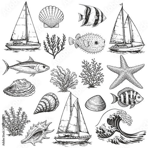 Nautical clipart set, hand drawn sailboats, coral reef, shells and ocean life illustration
