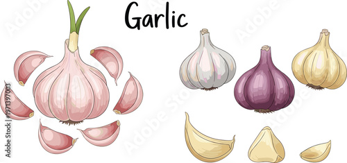 Garlic varieties vector set with bulbs and cloves. Hand drawn colorful food illustration with lettering. Organic ingredient collection for cooking, kitchen and grocery design.
