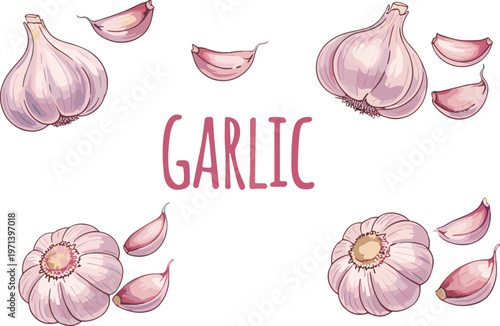 Garlic vector set with bulbs and cloves and lettering. Hand drawn soft color food illustration. Organic ingredient elements for cooking, kitchen and packaging design.