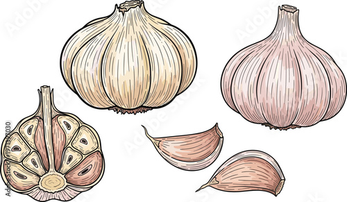 Garlic bulbs and cloves hand drawn vector illustration. Vintage style organic food sketch. Fresh kitchen ingredient elements for cooking, grocery and packaging design.