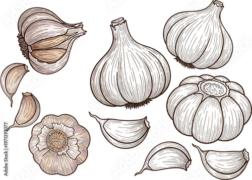 Garlic vintage engraved vector set with bulbs and cloves. Hand drawn food sketch illustration. Organic spice elements for cooking, kitchen and packaging design.