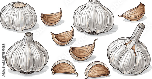Garlic hand drawn vector collection with bulbs and cloves. Vintage engraved food illustration set. Organic spice elements for cooking, kitchen and grocery packaging design.