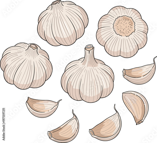 Garlic elements illustrated with whole heads and separated cloves. Classic hand sketched food artwork. Natural seasoning ingredient concept for kitchen and recipe design.