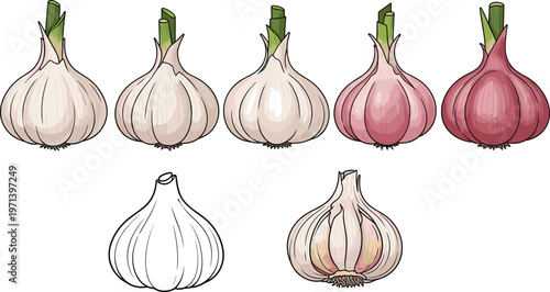 Assorted garlic bulbs in multiple varieties and colors. Hand illustrated organic food collection. Natural ingredient visuals for cooking, farming and fresh produce design.