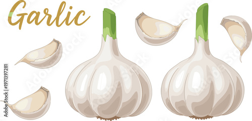 Minimal garlic composition featuring whole bulbs and scattered cloves. Elegant hand illustrated food design with lettering. Clean organic ingredient concept for culinary branding.