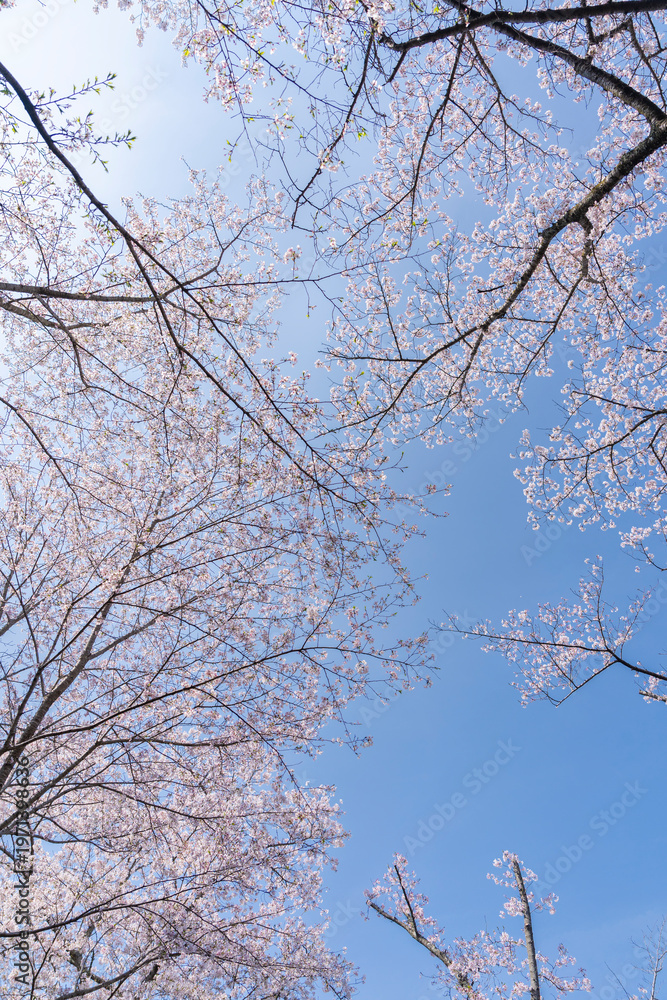 Obraz premium 桜