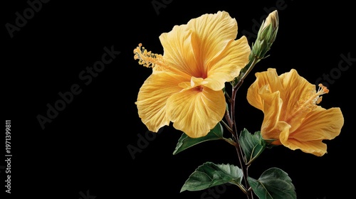 Bright Yellow Hibiscus Flowers with Green Leaves on Black Background