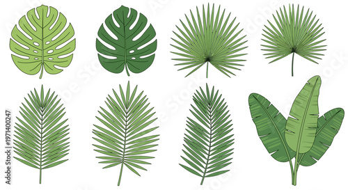 Photos Tropical leaves in various shapes.