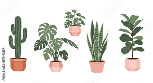 Potted houseplants in terracotta pots.