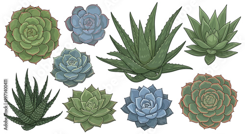 Vibrant Collection of Succulent Plants and Aloe Vera Varieties.
