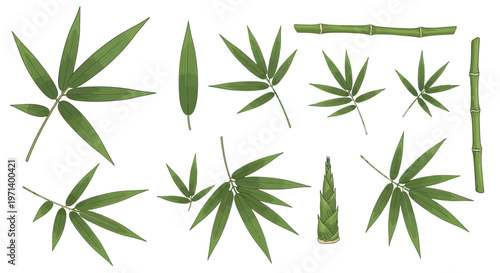Collection of Bamboo Leaves and Stems Isolated on White Background.