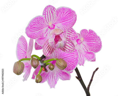 A Close-up Focus Stacked Image of a Pink and White Orchid Isolated on White