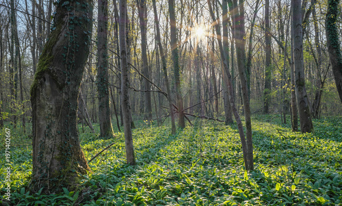 Sonnenuntergang im Bärlauchwald, Naturschutzgebiet Hördter Rheinauen, Rheinland-Pfalz, Deutschland