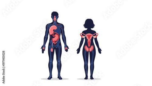 Diagram showing the internal human anatomy including the digestive, respiratory, and reproductive organ systems.