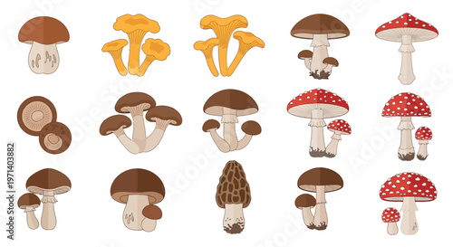 Variety of Mushrooms on Display.