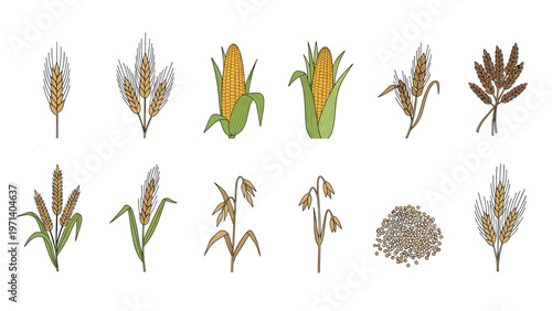 Set of various cereal grain illustrations including ears of wheat, corn on the cob, and oat sprigs in a detailed hand drawn art style.