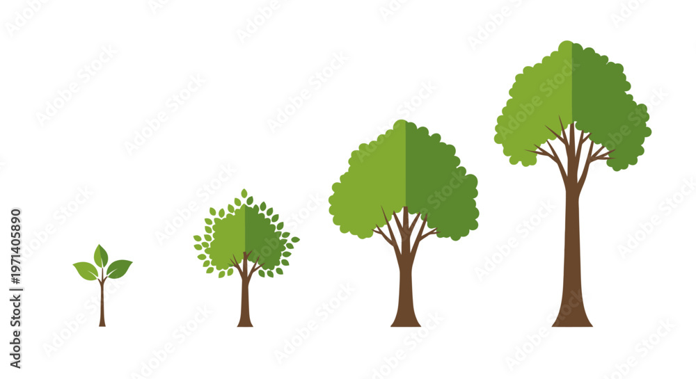 Fototapeta premium Four Trees in Different Growth Stages.