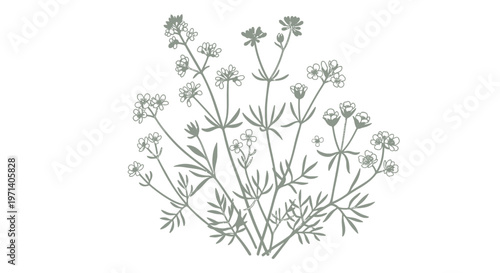 Detailed illustration of flowering plant species.