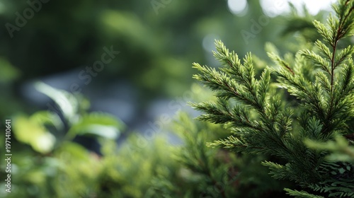 Tranquil evergreen boughs: A calming natural outdoor botanical scene