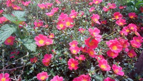 Vibrant pink Portulaca oleracea flower in full bloom