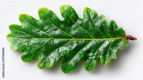 Fresh Green Oak Leaf with Water Droplets on White Background